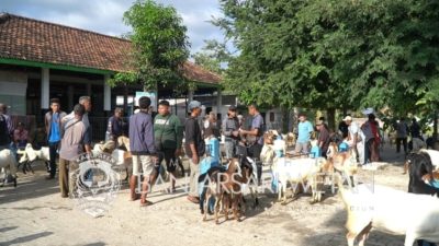 Pasar Kambing Banjarsari Wetan Dongkrak Perekonomian Masyarakat Desa
