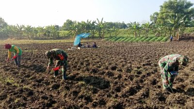 Dukung Program Hanpangan, Babinsa Koramil Kanor Bojonegoro Bantu Petani Tanam Bibit Jagung