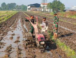 Satgas TMMD ke-120 Kodim 0816/Sidoarjo Bersinergi Dengan Petani Desa Penambangan untuk Ketahanan Pangan