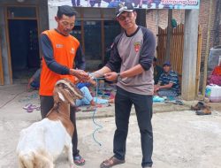 Perhutanai KPH Lawu Ds Gelar Gebyar Sadapan Berhadiah Seekor Kambing