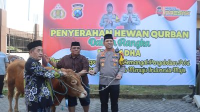Polresta Sidoarjo Salurkan Hewan Korban 21 Ekor Sapi dan 55 Ekor Kambing ke Masyarakat