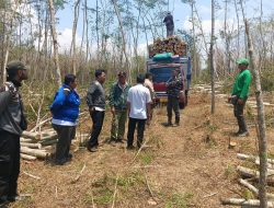 Tim Trabas Buana Kunjungi Lokasi Tebang Habis Jati dan Sengon Laut