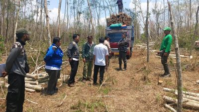 Tim Trabas Buana Kunjungi Lokasi Tebang Habis Jati dan Sengon Laut