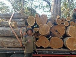 Tim Trabas Buana Melakukan Pemeriksaan ke Lokasi Tebang Habis Jenis Jati RPH Bungaran BKPH Panarukan