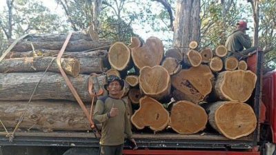 Tim Trabas Buana Melakukan Pemeriksaan ke Lokasi Tebang Habis Jenis Jati RPH Bungaran BKPH Panarukan