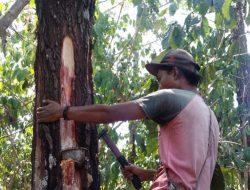 Capai Target Sesuai NPS, Adm Perhutani KPH Bondowoso Memberikan Apresiasi Kepada Jajaran RPH Tapen