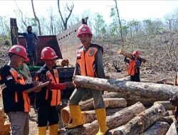 Asper BKPH Wonosari Tidak Patah Semangat Meskipun Hari Libur, Tetap Mengawal Pelaksanaan Tebang Habis Kayu Jati