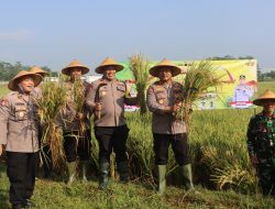 Komitmen Polri Mendukung Program Pemerintahan Prabowo-Gibran, Polres Wonogiri Gelar Panen Raya Padi di Selogiri