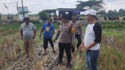 Polsek Balongbendo Meninjau Lahan Pertanian,  Dukung Program Katahanan Pangan Nasional