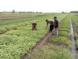 Polsek Tulangan Laksanakan Penanaman Sayur Bersama Petani di Desa Grabagan Dalam Mendukung Program Asta Cita