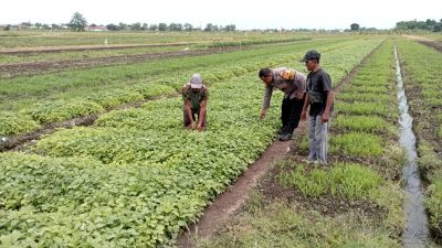 Polsek Tulangan Laksanakan Penanaman Sayur Bersama Petani di Desa Grabagan Dalam Mendukung Program Asta Cita