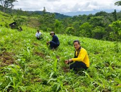 Administratur Perhutani Bondowoso Periksa Petak 31C-2 RPH Kluncing BKPH Sumber Wringin, Pastikan Reboisasi Berjalan Sesuai Ketentuan
