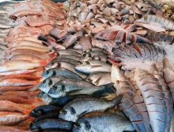 Ditreskrimsus Polda Bali Tangkap 2 Pria Akibat Kirim 1,8 Ton Ikan Ilegal