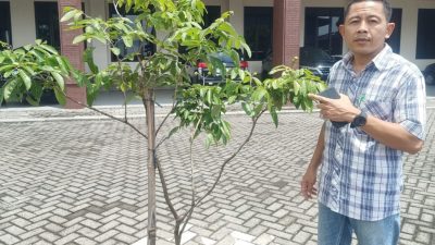 Dengan Uang Pribadinya, Anggota DPRD Kabupaten Mojokerto dari Fraksi PKS Arif Afifuddin Tanami Pohon Berbuah di Halaman Parkir Gedung Dewan