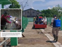 Disnakkan Bojonegoro Terus Bergerak Tangani PMK, Imbau Peternak Sapi Perhatikan Pakan dan Kebersihan Kandang