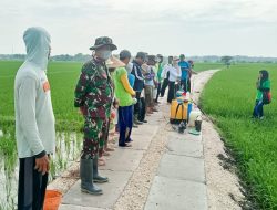 Dukung Ketahanan Pangan, Babinsa Koramil Kepohbaru Bojonegoro bantu Petani Desa Cengkir Berantas OPT