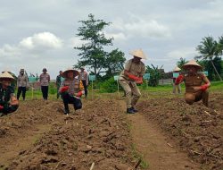 Gerakan Serentak Tanam Jagung 1 juta Hektar seluruh Indonesia di Desa Lojejer