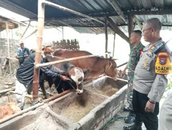 Kapolsek Kanor Terjun Langsung Sosialisasi Pencegahan PMK pada Sapi