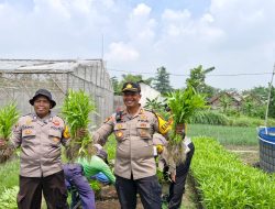 Panen Kangkung di Desa Bakungtemenggungan, Wujud Nyata Ketahanan Pangan Mandiri