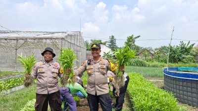 Panen Kangkung di Desa Bakungtemenggungan, Wujud Nyata Ketahanan Pangan Mandiri