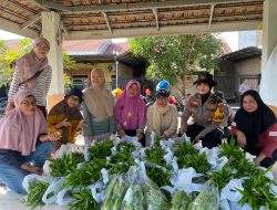 Panen Perdana Sayuran di Swan Regency, Warga Desa Buncitan Rasakan Manfaat Program Ketahan Pangan