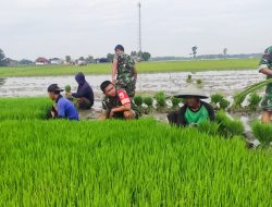 Perkuat Ketahanan Pangan, Babinsa Koramil Padangan Bojonegoro Bantu Petani Tanam Padi