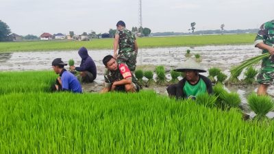 Perkuat Ketahanan Pangan, Babinsa Koramil Padangan Bojonegoro Bantu Petani Tanam Padi