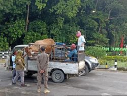Transaksi Jual Beli Ternak di Pasar Hewan Ditutup Sementara, Guna Antisipasi Penularan PMK