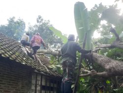 Babinsa Koramil Kanor Bojonegoro bantu Evakuasi Pohon Roboh yang Menimpa Rumah Warga
