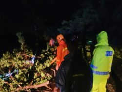 Banyaknya Pohon Tumbang Mengakibatkan Jalur Pantura Situbondo Macet Selama 3 Jam