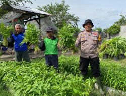 Bhabinkamtibmas Bakung Temenggungan Bersama Warga Panen Kangkung