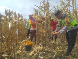Bhabinkamtibmas dan Babinsa Kawal Panen Jagung di Kedungadem