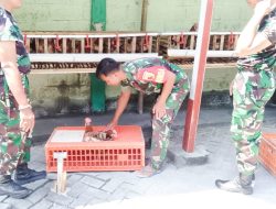 Dukung Ketahanan Pangan, Koramil Jajaran Kodim Bojonegoro Budidaya Ayam Petelur