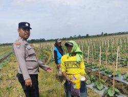 Dukung Ketahanan Pangan Nasional, Kapolsek Bojonegoro Kota Perintahkan Bhabinkamtibmas Dampingi Petani Semangka