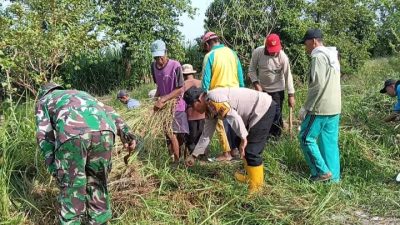 Forkopimka Tulangan dan Kelompok Tani Gelar Penanaman Bibit Buah di Desa Kebaron untuk Perkuat Katahanan Pangan
