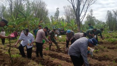 Gelorakan Swasembada Pangan, Polresta Banyuwangi Bersama Kelompok Tani Tanam Jagung Serentak