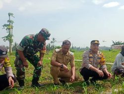 Kapolsek Wuluhan Beserta Anggota, Babinsa dan Kades Lojejer Lakukan Pengecekan dan Perawatan Tanaman Jagung