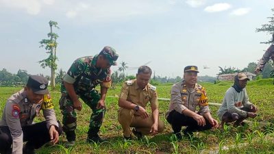 Kapolsek Wuluhan Beserta Anggota, Babinsa dan Kades Lojejer Lakukan Pengecekan dan Perawatan Tanaman Jagung