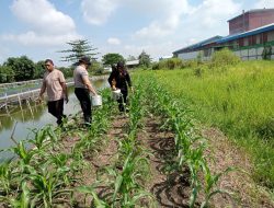 Kapolsek Krian Tinjau Perawatan Tanaman Ketahanan Pangan
