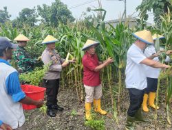 Kapolsek Porong dan Warga Gelar Panen Raya Jagung