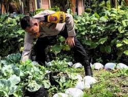Kapolsek Tulangan Tinjau Program Ketahan Pangan di Desa Kepatihan
