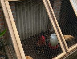 Pemkab Bojonegoro Luncurkan Program Ayam Petelur, Tingkatkan Perekonomian Masyarakat Prasejahtera