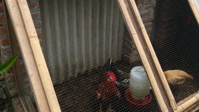 Pemkab Bojonegoro Luncurkan Program Ayam Petelur, Tingkatkan Perekonomian Masyarakat Prasejahtera