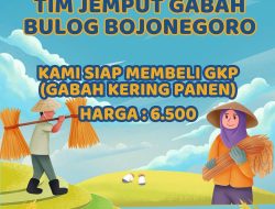 Perum Bulog Bojonegoro Jemput Bola Beli Gabah Langsung dari Petani, Besaran HPP Rp 6.500 Perkilogram