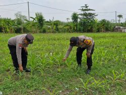 Kapolsek Balongbendo Tinjau Persiapkan Pekarangan Pangan Bergizi di Bakungtemenggungan