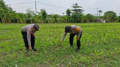 Kapolsek Balongbendo Tinjau Persiapkan Pekarangan Pangan Bergizi di Bakungtemenggungan
