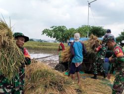 Babinsa Sumberrejo Bojonegoro Bantu Petani Tlogohaji Memanen Padi