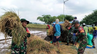 Babinsa Sumberrejo Bojonegoro Bantu Petani Tlogohaji Memanen Padi