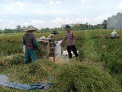 Bhabinkamtibmas Desa Banjarsari Apresiasi Panen Padi Warga Sebagai Wujud Keberhasilan Katahanan Pangan