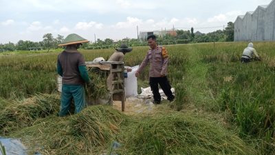 Bhabinkamtibmas Desa Banjarsari Apresiasi Panen Padi Warga Sebagai Wujud Keberhasilan Katahanan Pangan